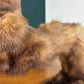 Taxidermy of A Pole Catwe