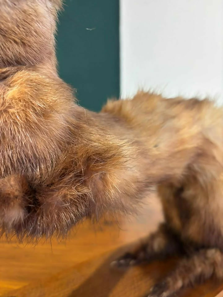 Taxidermy of A Pole Catwe
