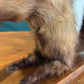 Taxidermy of A Pole Catnm