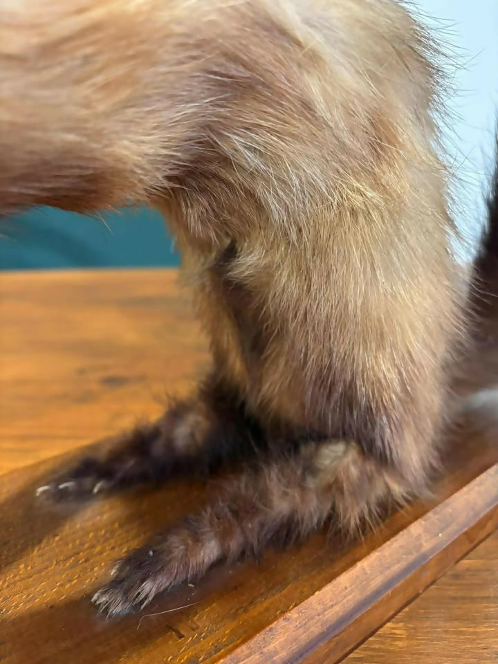 Taxidermy of A Pole Catnm