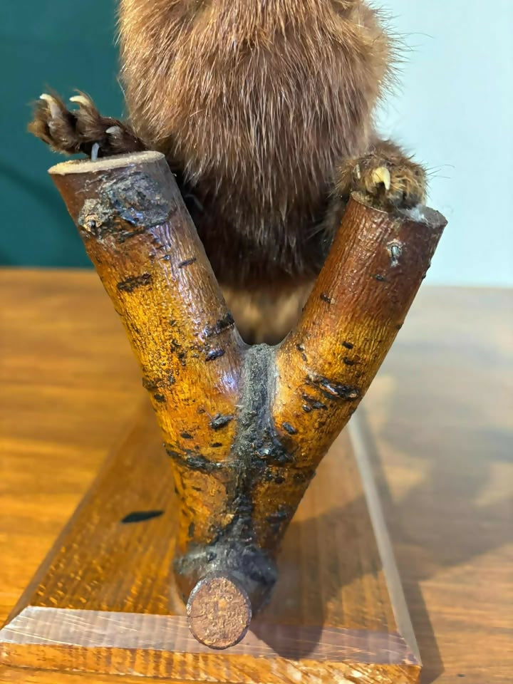 Taxidermy of A Pole Catert