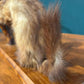 Taxidermy of A Pole Catbv