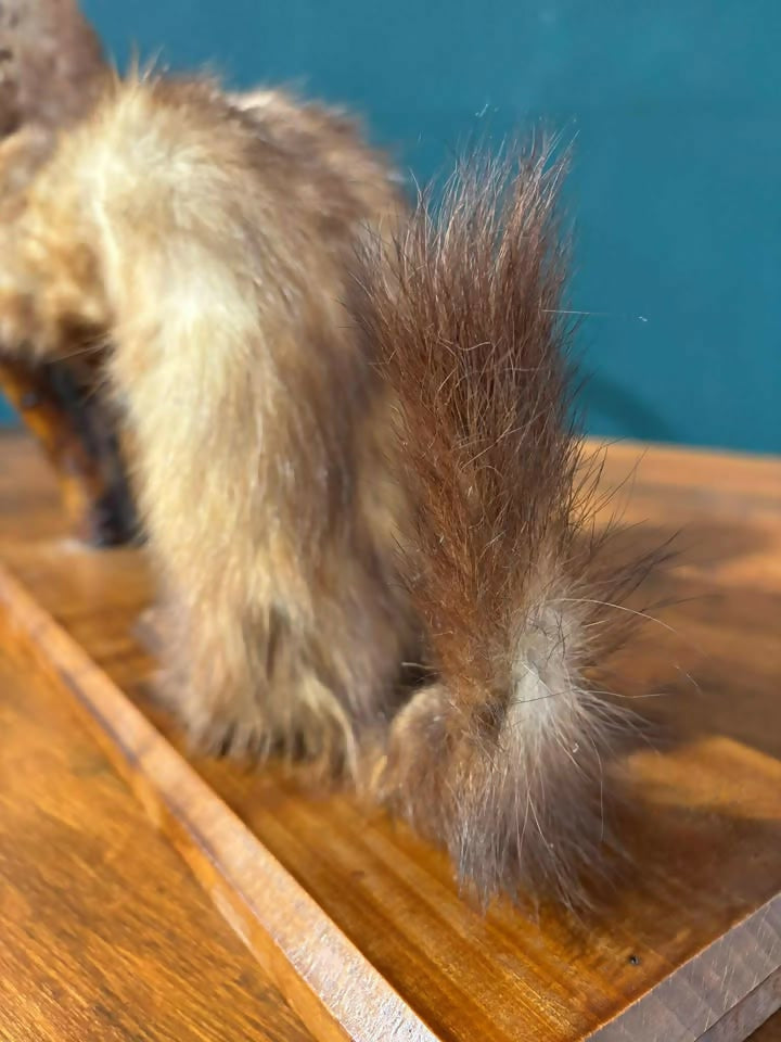 Taxidermy of A Pole Catbv