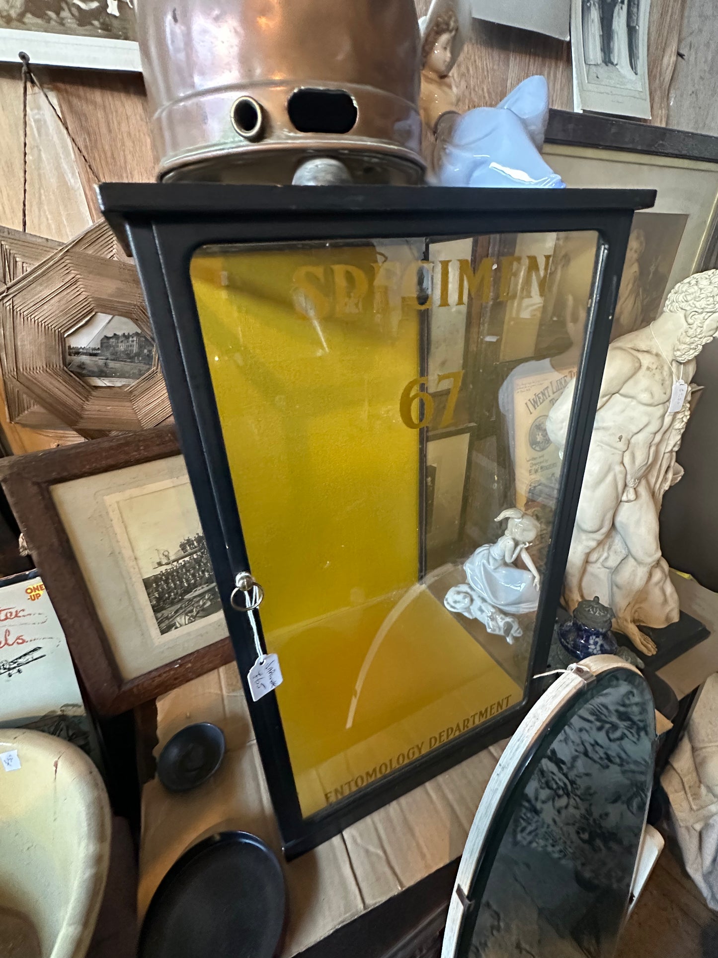 Antique Specimen Display Cabinet