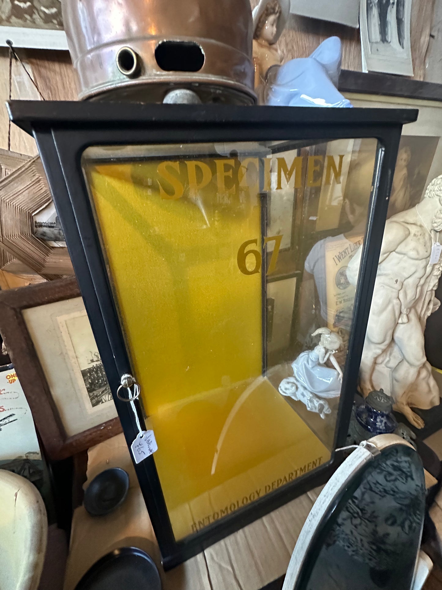 Antique Specimen Display Cabinet