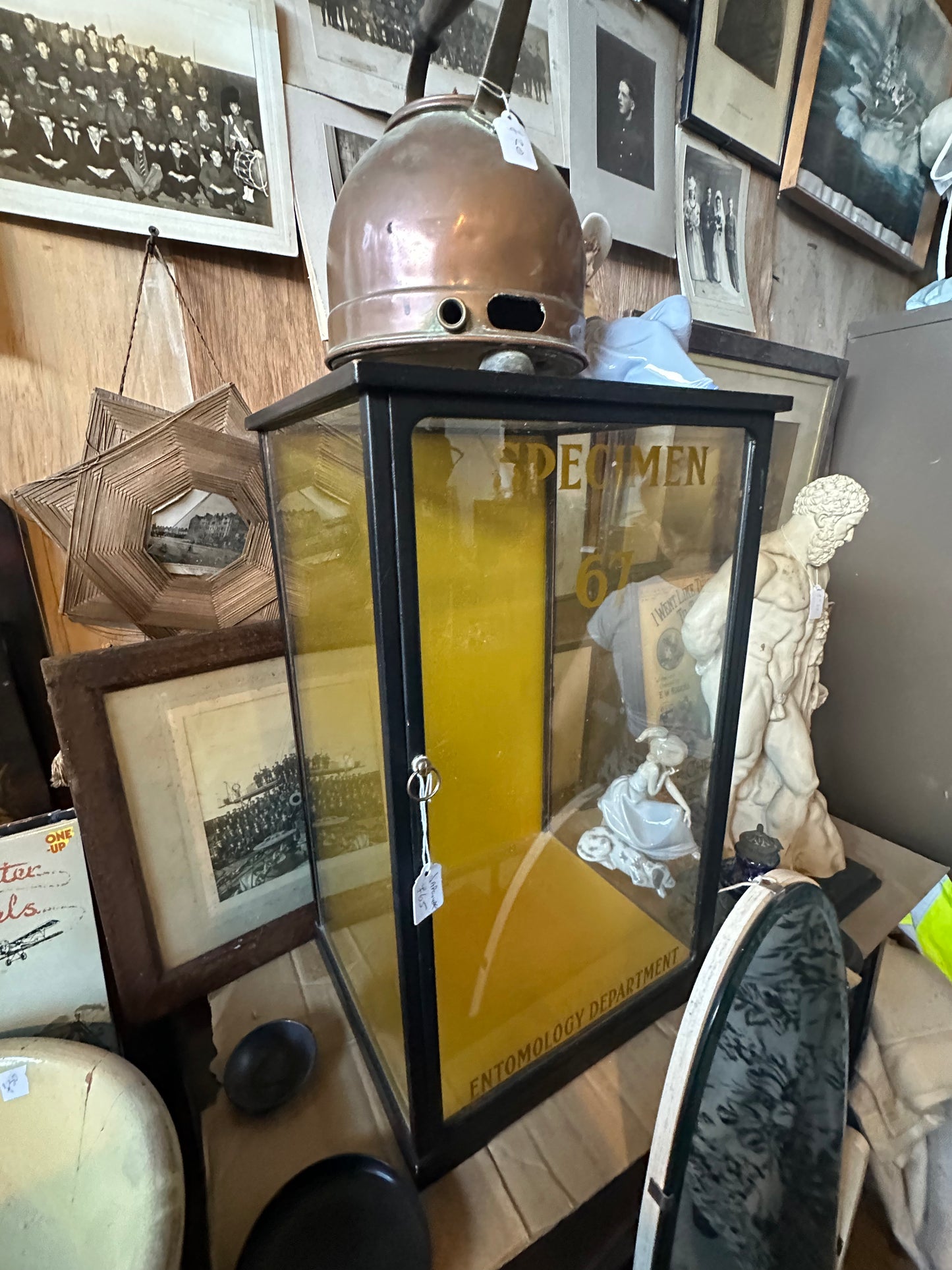 Antique Specimen Display Cabinet