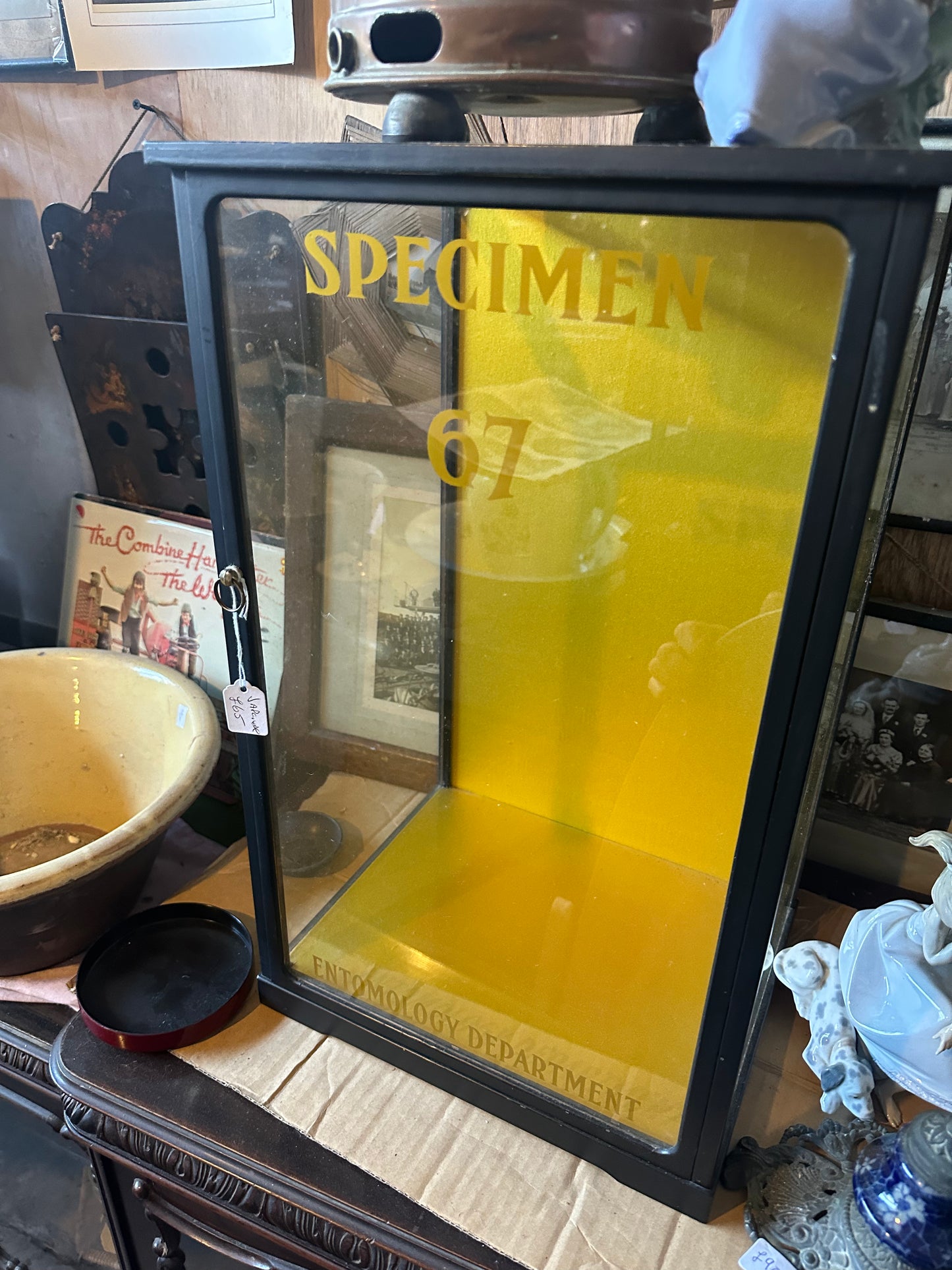 Antique Specimen Display Cabinet