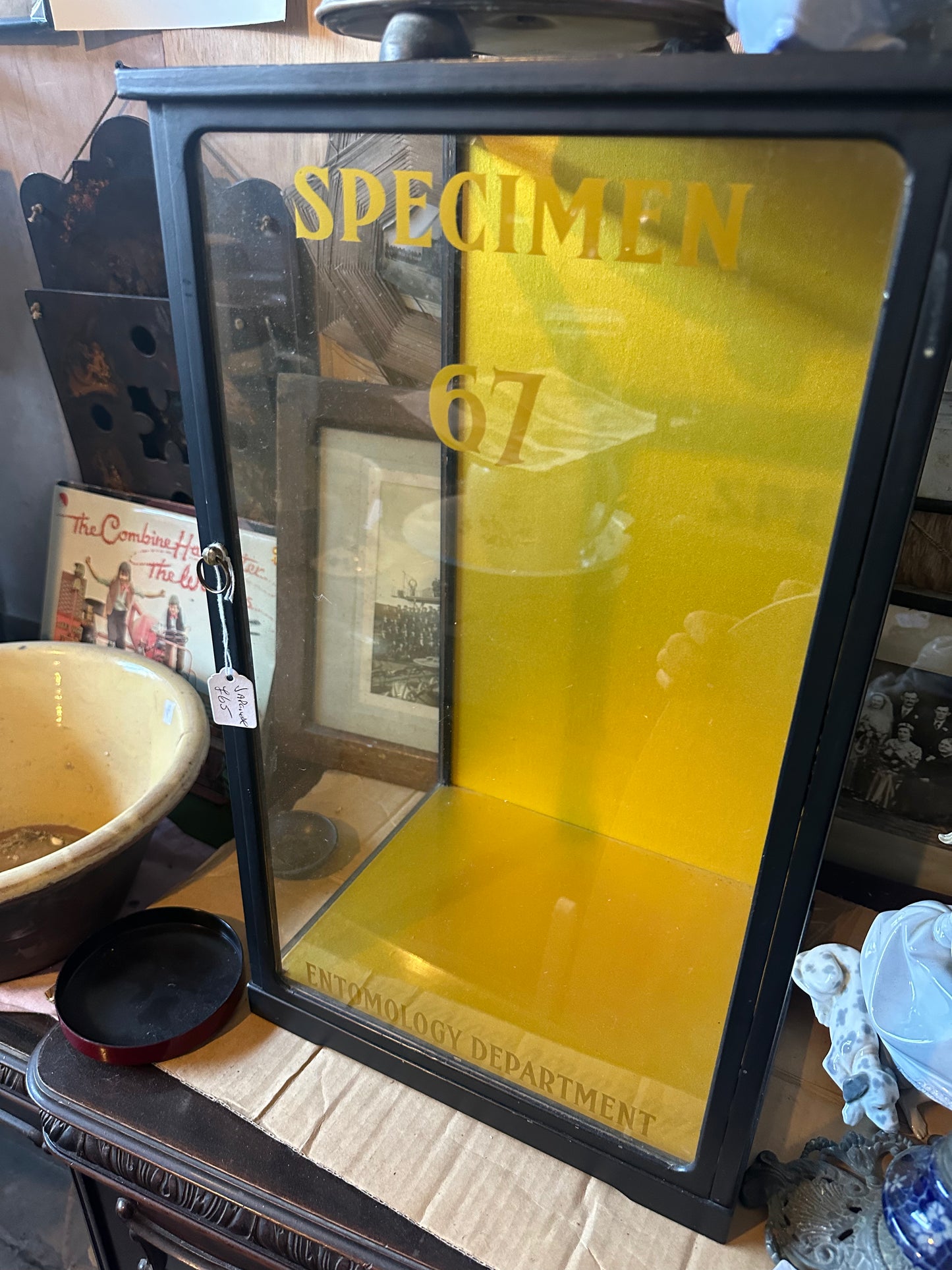 Antique Specimen Display Cabinet