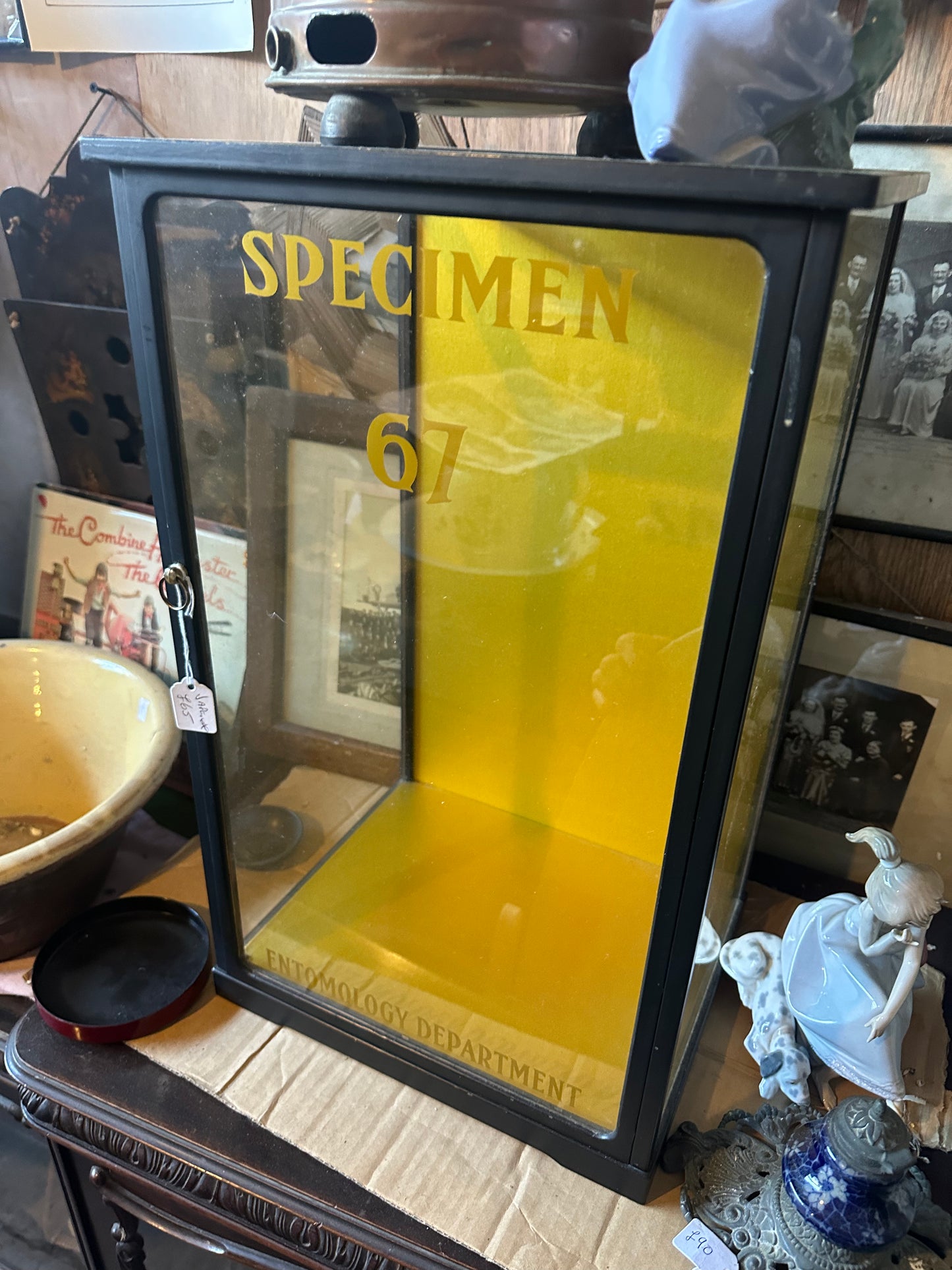 Antique Specimen Display Cabinet