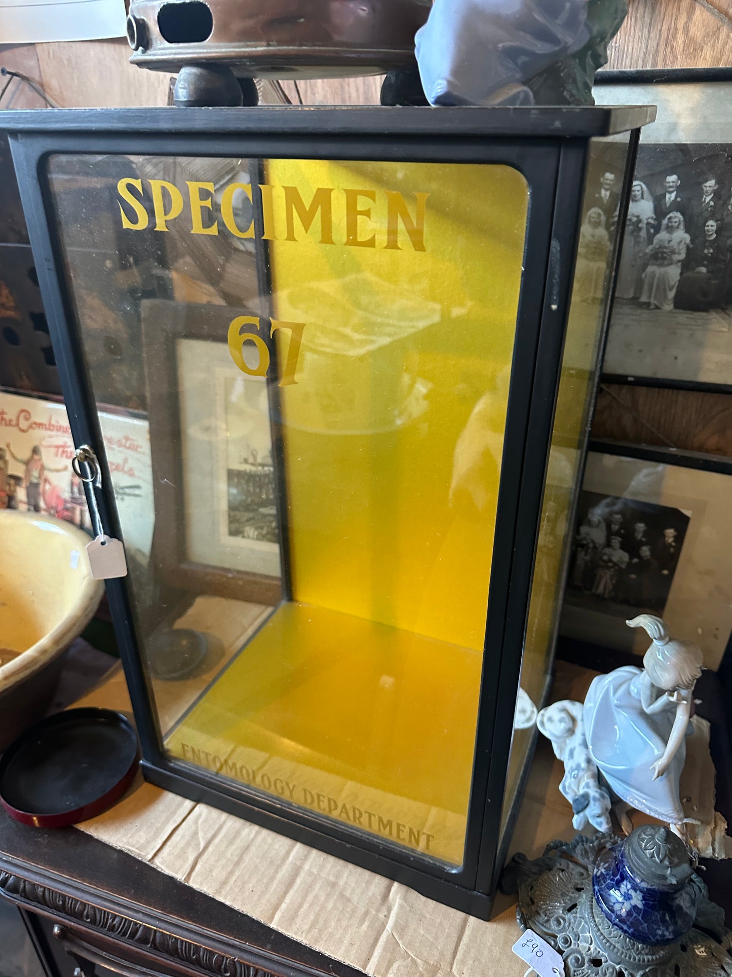 Antique Specimen Display Cabinet