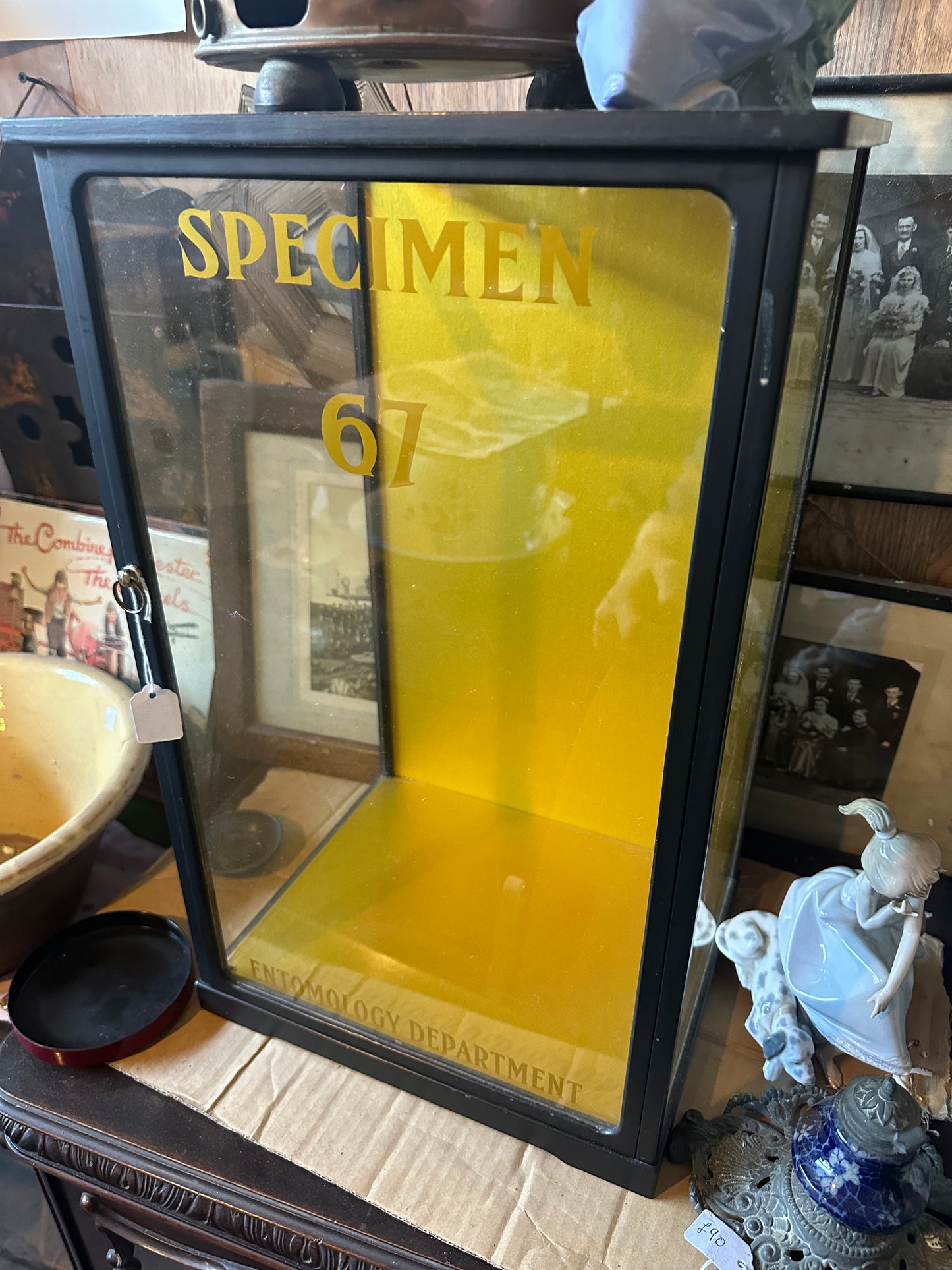Antique Specimen Display Cabinet