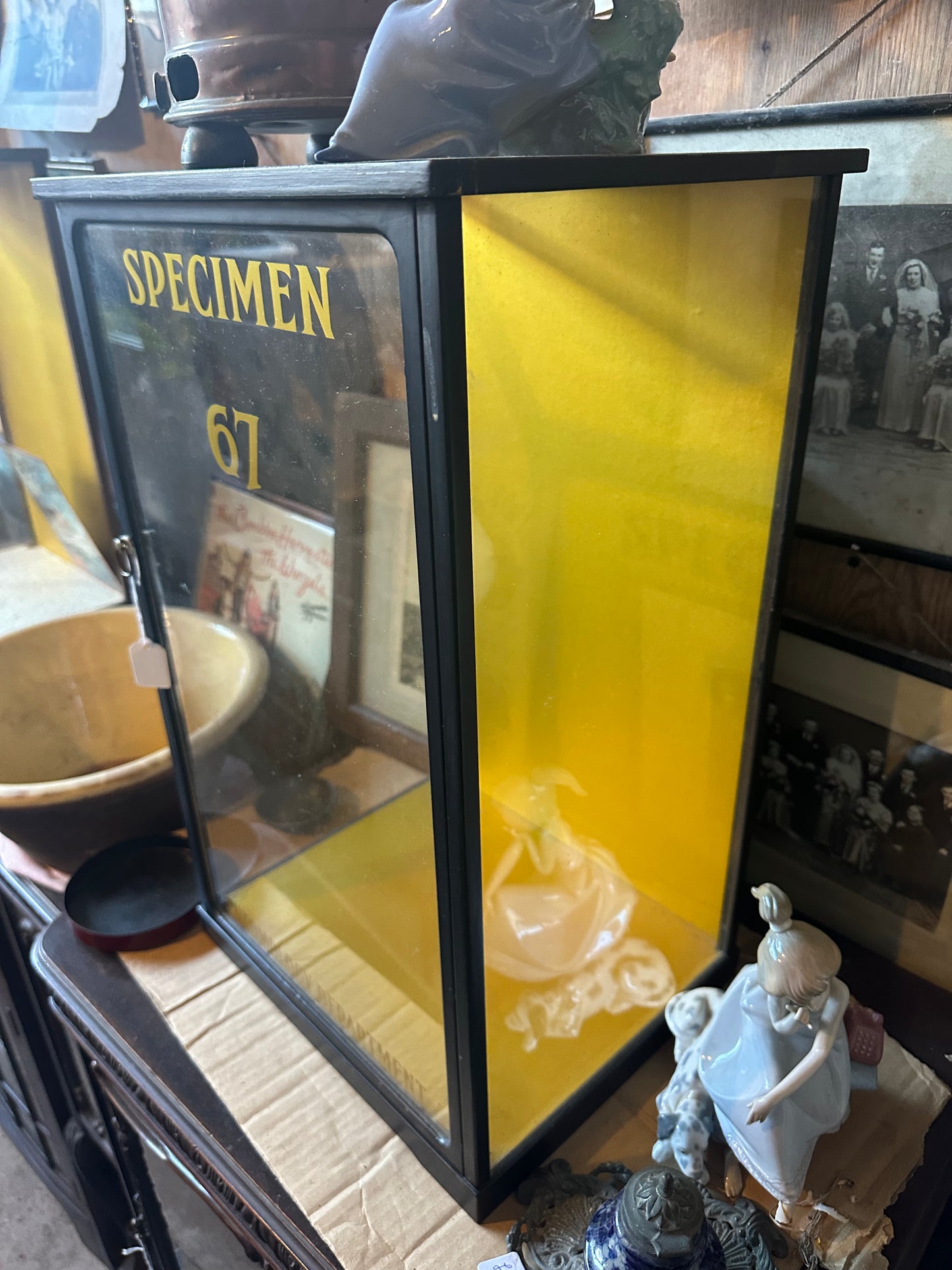 Antique Specimen Display Cabinet