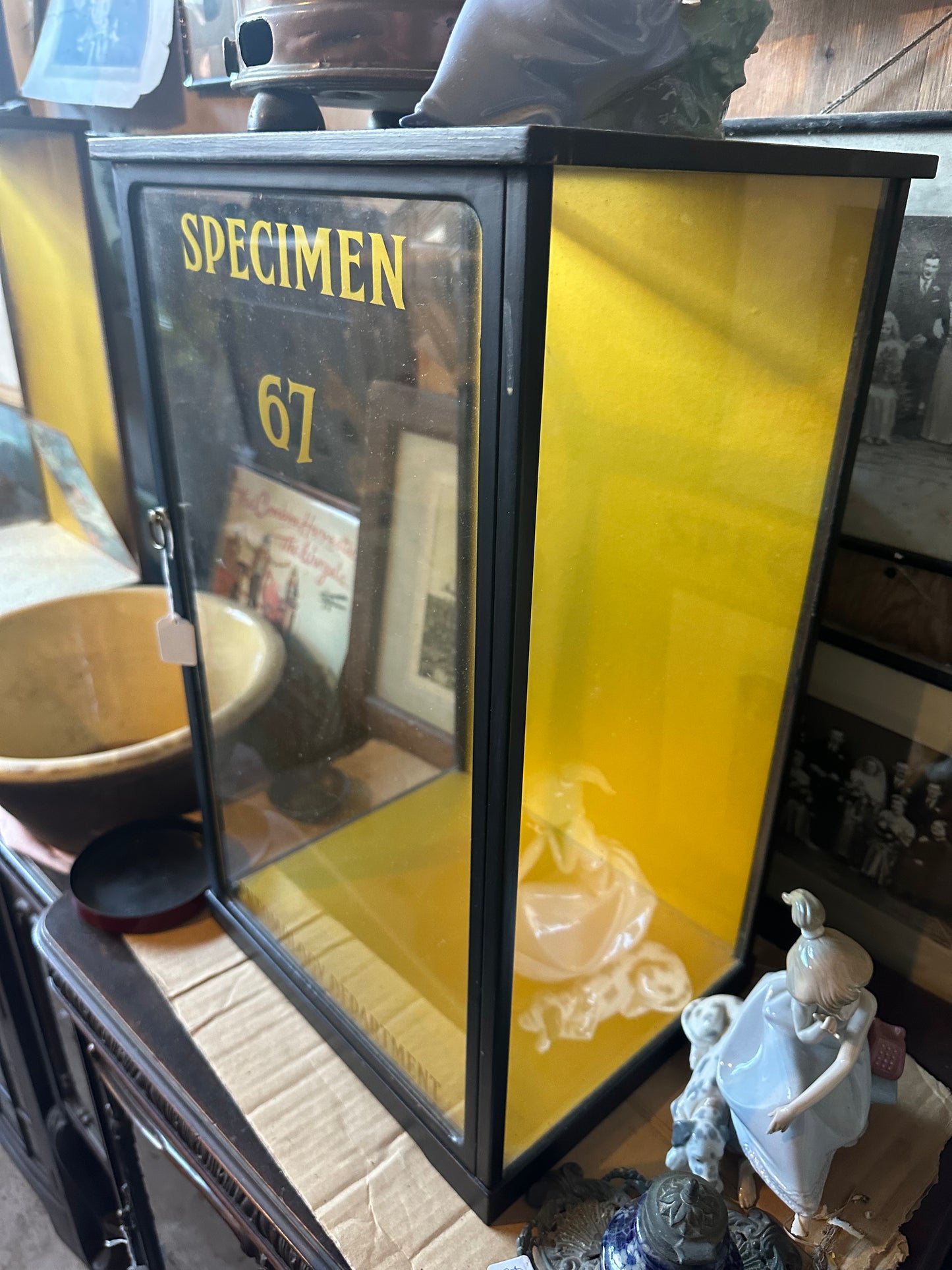 Antique Specimen Display Cabinet