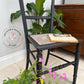 Edwardian chairs with rattan seats, lightly distressed in Ash Black- PAIR OF 2 CHAIRS