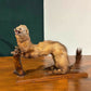 Taxidermy of A Pole Cat