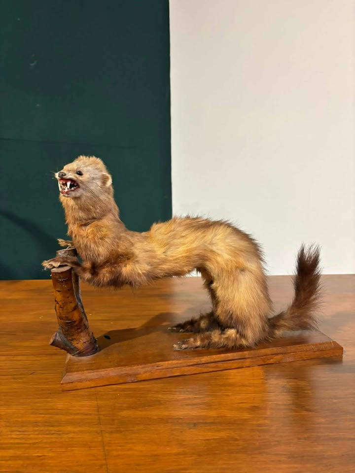 Taxidermy of A Pole Cat