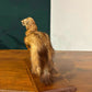 Taxidermy of A Pole Catyhj