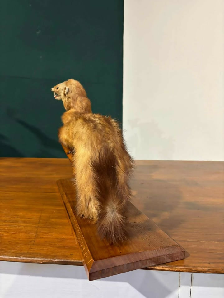 Taxidermy of A Pole Catyhj