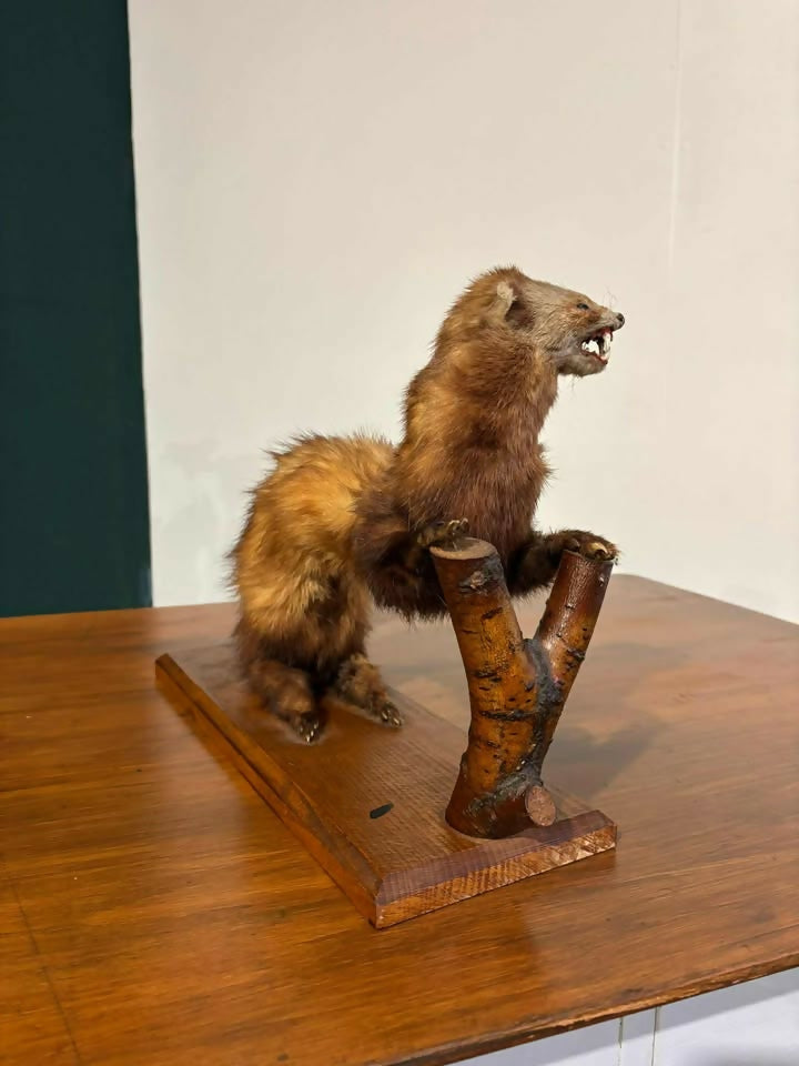 Taxidermy of A Pole Catere
