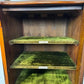 Edwardian Walnut Sheet Music Cabinet with Glass Door & Velvet-Lined Shelves