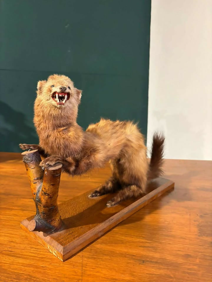 Taxidermy of A Pole Catcv