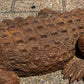 Cast Iron Crocodile, Large In Size. Vintage Garden Furniture