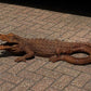 Cast Iron Crocodile, Large In Size. Vintage Garden Furniture