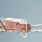 Vintage Antique Rustic French Wheelbarrow, Early 1900s