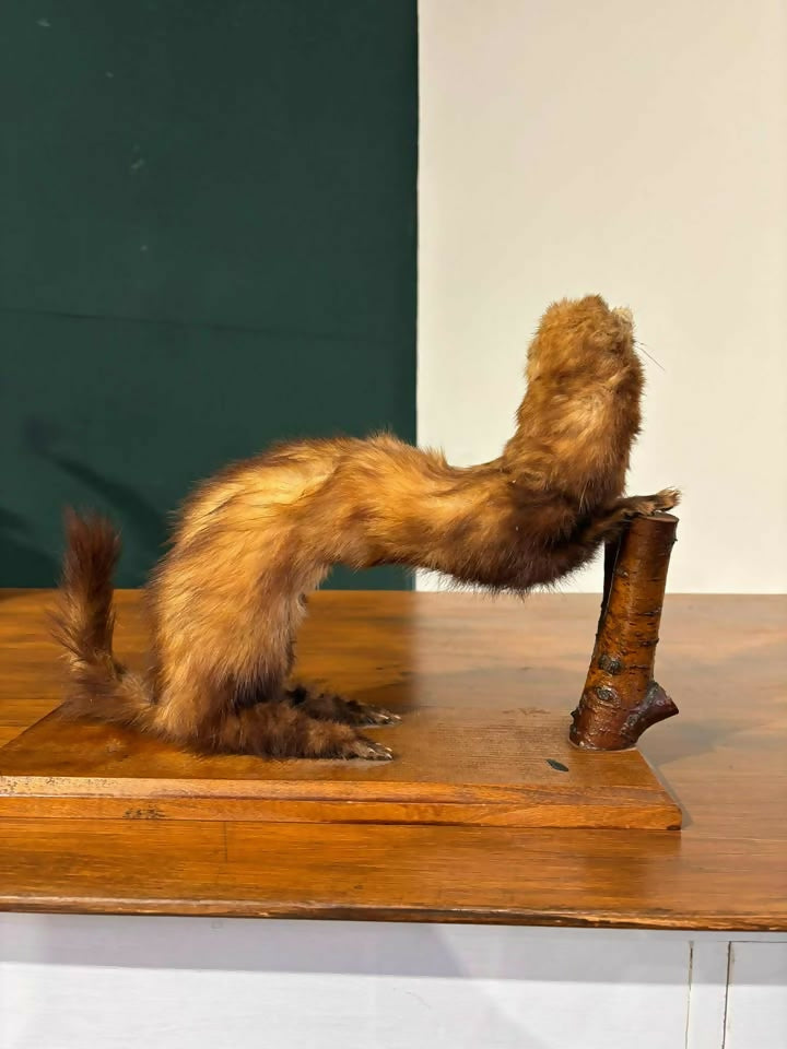 Taxidermy of A Pole Catbn