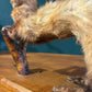 Taxidermy of A Pole Catas