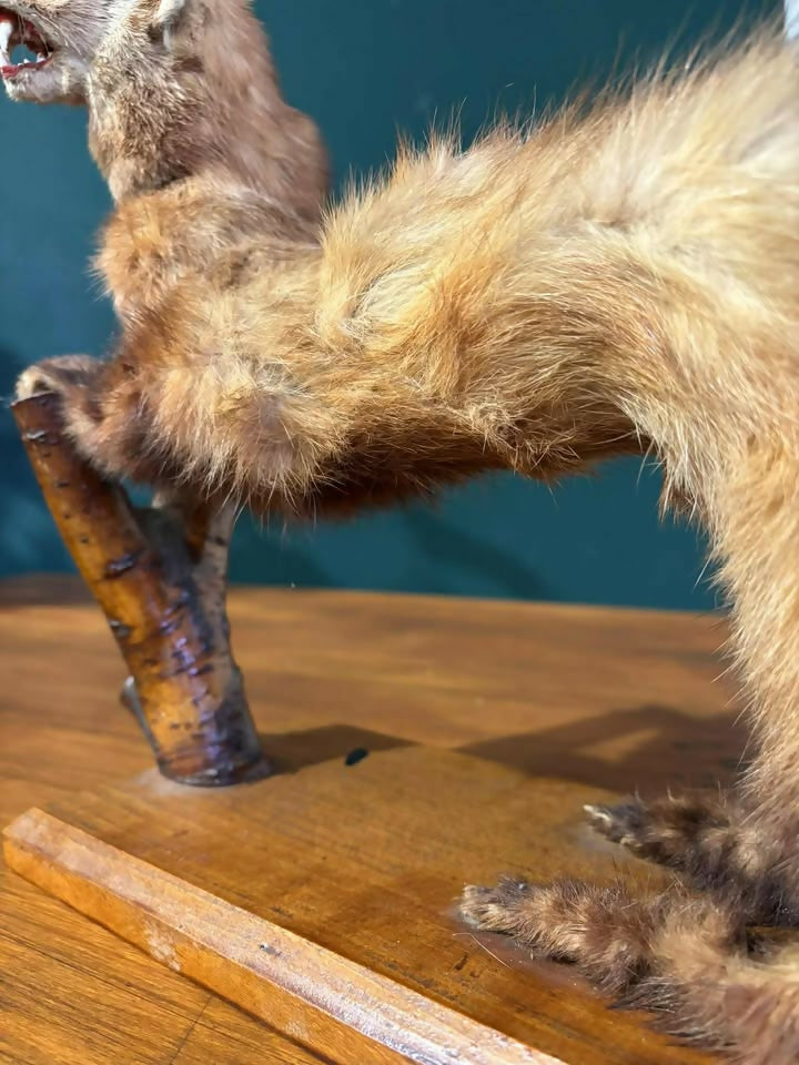 Taxidermy of A Pole Catas
